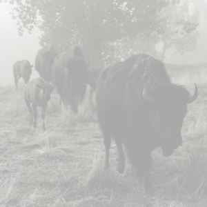 Buffalo